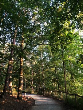 Forest Path - Krumme Lanke