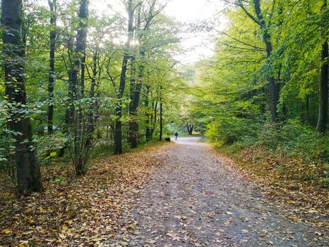 A path through the forest - 19th century trail