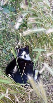 A black and white cat lies in the grass.