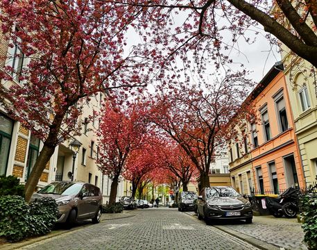 The famous cherry blossom avenue in Bonn in full bloom.