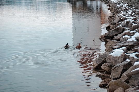 Two ducks on a river