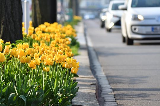 Blooming tulips in the city center of Magdeburg