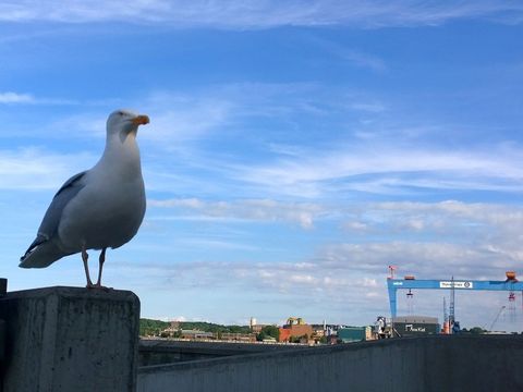 Seagull at the harbor © Nagel/DAAD