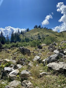 Bergwiese in den Alpen