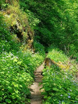a path through green scenery
