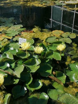 A water lily pond in the Palmengarten in Frankfurt am Main.