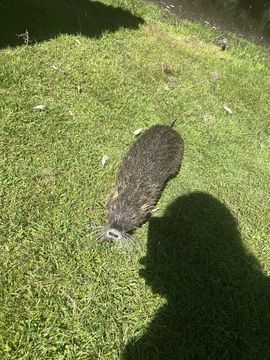 A nutria