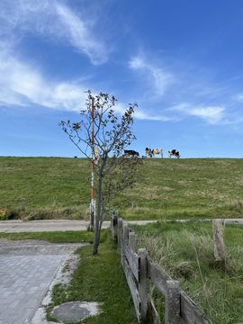 View of a dyke and cows right outside our front door.