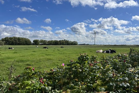 View of a field and cows right outside our front door.