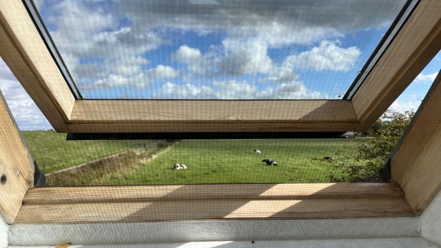 View of a field and cows from inside the building.